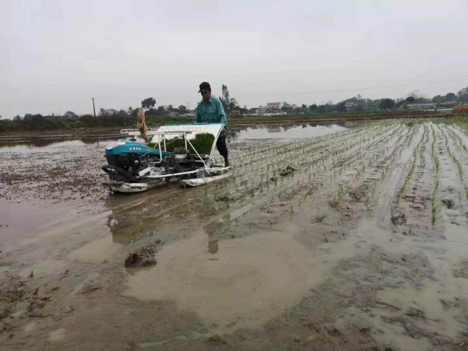 4 rows walking Rice Transplanter YAMAHA engine - Image 2
