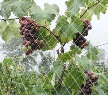 Vineyard Anti-Bird Netting