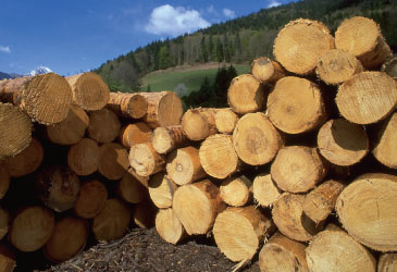 Debarked Wood Logs for Construction