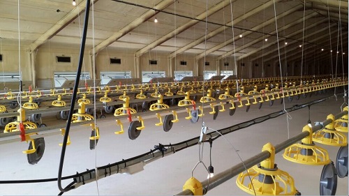 Automated Layer Chicken Feeding and Watering System