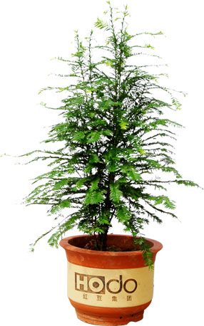 Bald Cypress Bonsai Tree in Terracotta Pot