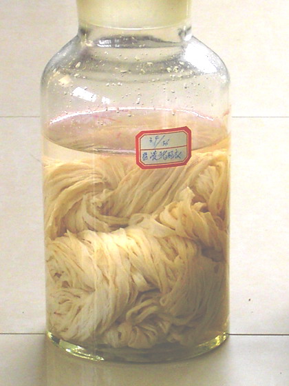 Sample Storage & Cryopreservation