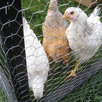 Galvanized Hexagonal Poultry Netting