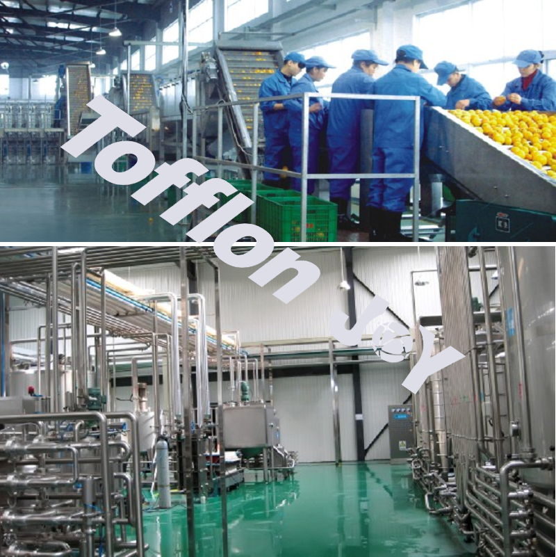 Citrus Fruit Processing Line - Image 2