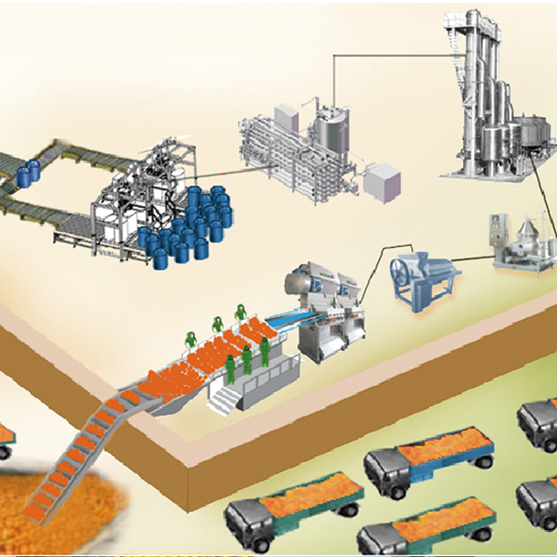 Automated Citrus Fruit Processing Line