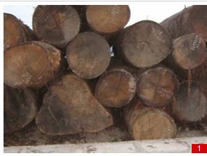 Hardwood Timber Logs