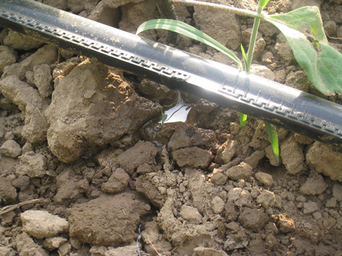 Drip irrigation tape installed in a field