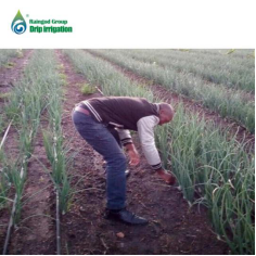 Uniform irrigation in vegetable rows