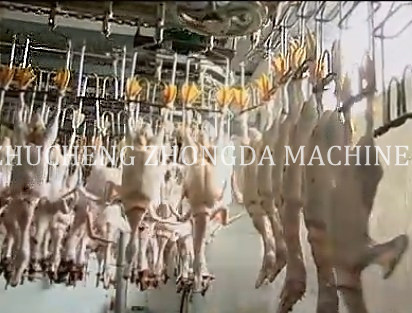 Duck Slaughter and abattoir equipment - Image 2