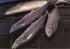 Frozen Spanish Mackerel Fillets
