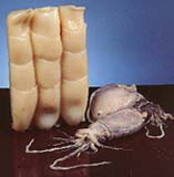 Frozen Cuttlefish Tubes