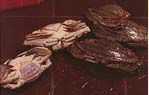 Frozen Swimming Crabs