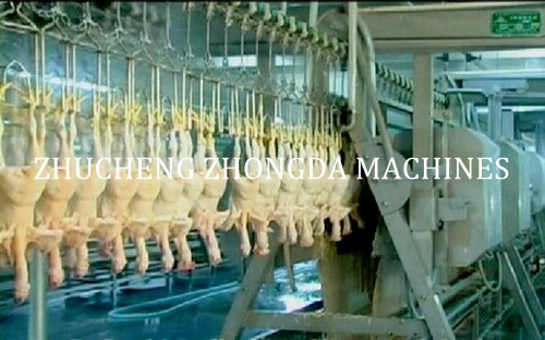 Halal Chicken Slaughter equipment - Image 3