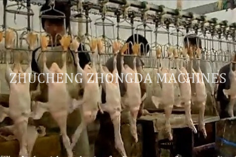 Halal Chicken Slaughter equipment - Image 2