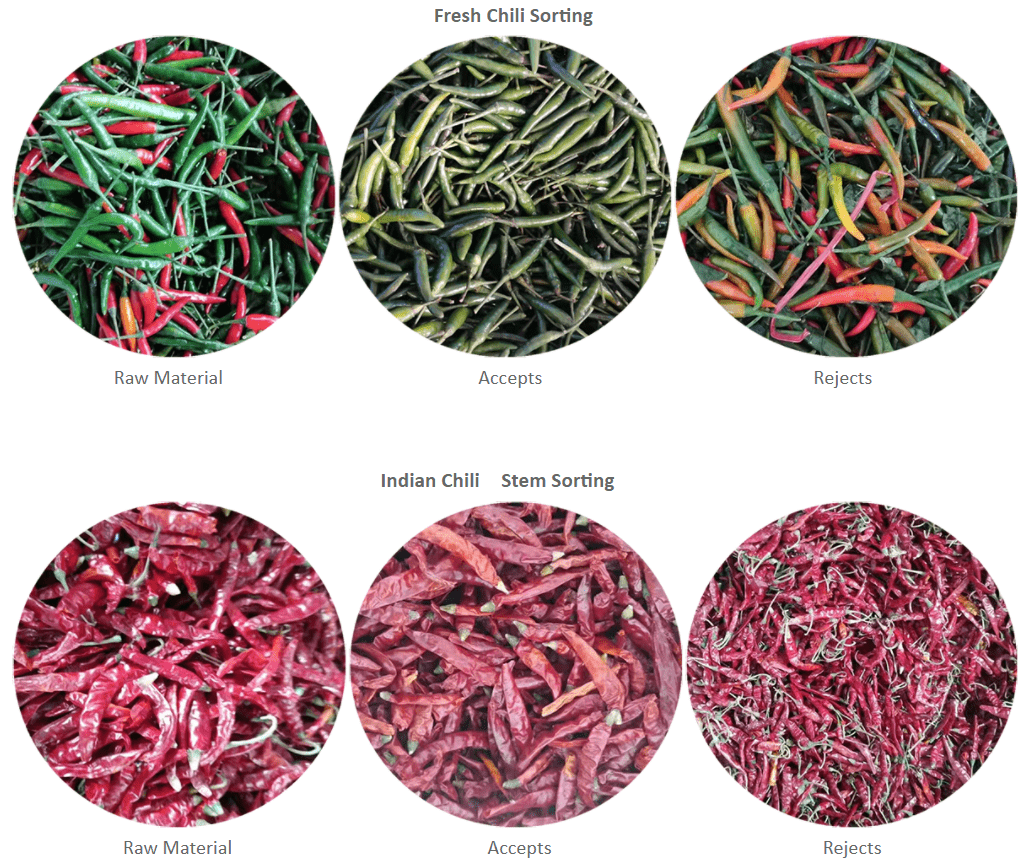 Diagram showing chili sorting process flow for fresh and Indian chili stems