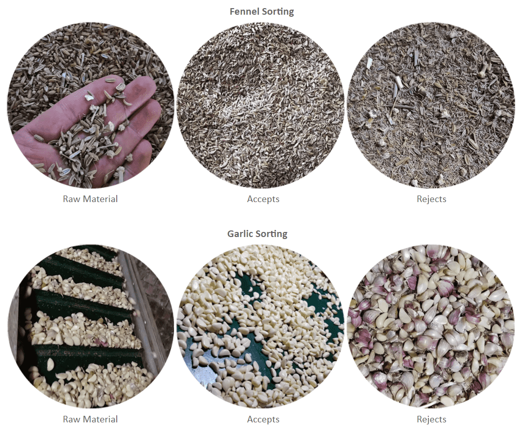 Optical sorting process showing raw material, accepts, and rejects for garlic and fennel.