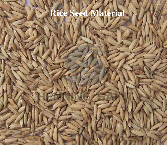 Raw rice seed material before sorting process