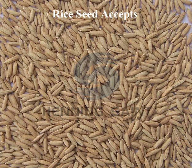 Sorted high-quality rice seeds