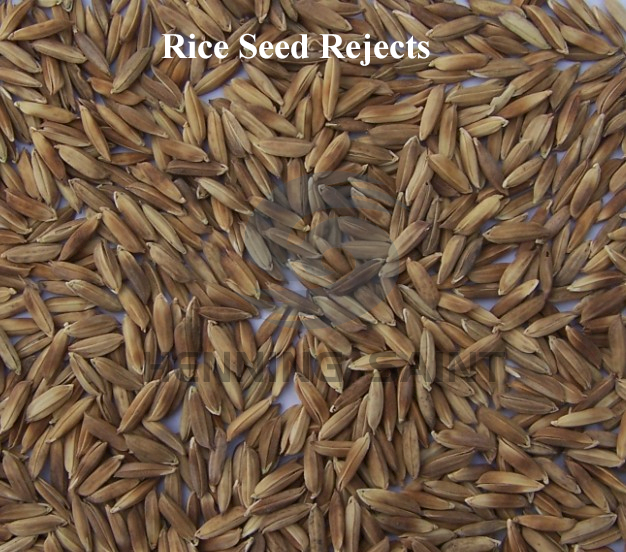 Rejected rice seeds showing defects