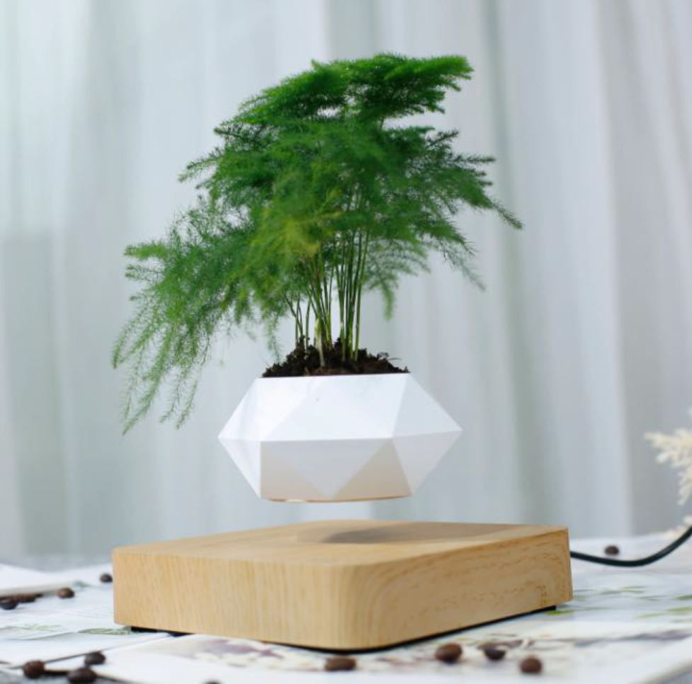 Levitating Fern Bonsai with Geometric Planter