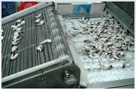 Automated Shrimp Sorting System