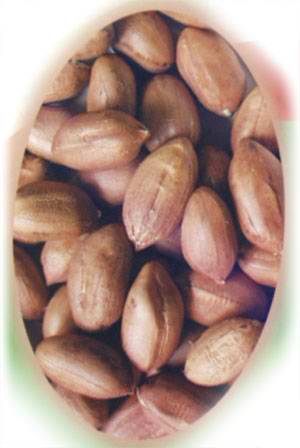 Peanut Processing Machinery