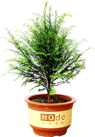Ornamental Yew Plant in Pot