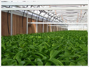 Evaporative Cooling Pad for Climate Control