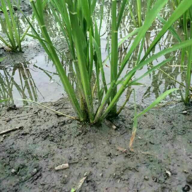 Rice seedlings in a muddy field
