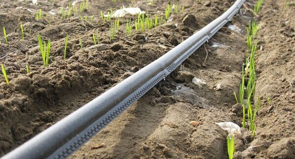 Single blade labyrinth drip irrigation tape cross-section