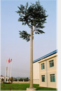 Camouflaged Cellular Communication Tower
