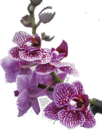 ORCHIDAYS 2026